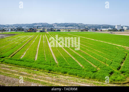 Toyama, Japan countryside with view of farmland in rural area in Gifu prefecture, Hida with green field near Hayahoshi during day Stock Photo