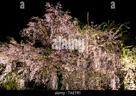 Kyoto, Japan Maruyama Park in Gion district at night with illuminated cherry blossom largest tree with dark black background and pink flowers Stock Photo