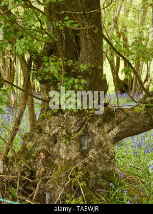 Gnarled tree in bluebell woodland in the English countryside in spring, West Sussex, England, United Kingdom, Europe Stock Photo