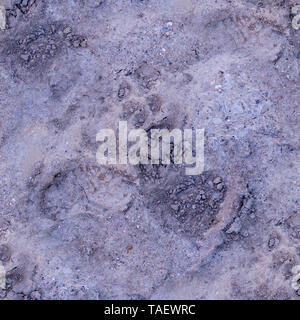 seamless dog paw prints in the soft dirt. background, natural. Stock Photo