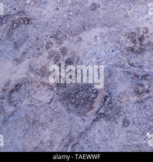 dog paw prints in the soft dirt. background, natural. Stock Photo