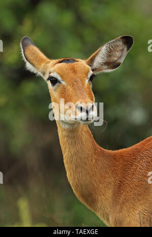 Common Impala (Aepyceros melampus) close up of head of female  Lake Mburo National Park, Uganda               November Stock Photo