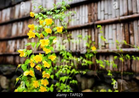 Kyoto, Japan residential area with closeup of bamboo wet wooden fence with Kerria japonica yellow flowers in garden Stock Photo