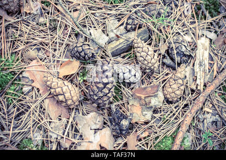 Pine bumps and needles lie on the ground in the autumn forest. View from above Stock Photo