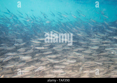 Many mackerel fish, underwater view. Large shoal of small gray fish underwater in the sea. Background of a lot of marine fish Stock Photo