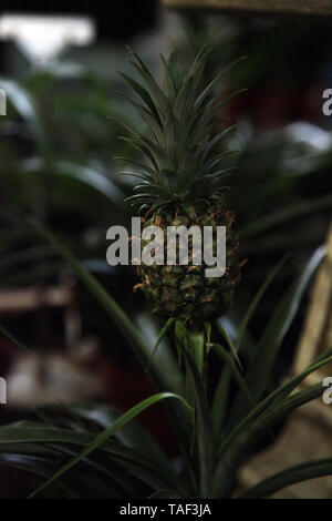 Ornamental Pineapple Plant, Ananas comosus, of the Bromeliaceae Juss. family indoors in Spring Stock Photo