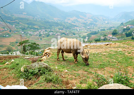 Buffalo eat grass at ricefield in lao chai sapa valey in Vietnam Stock Photo