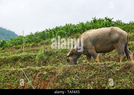 Buffalo eat grass at ricefield in lao chai sapa valey in Vietnam Stock Photo