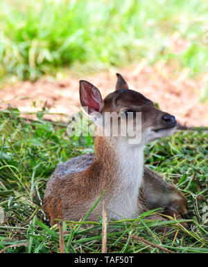 White Tail Deer Fawn Lying Down Hiding In Tall Grass Stock Photo - Alamy