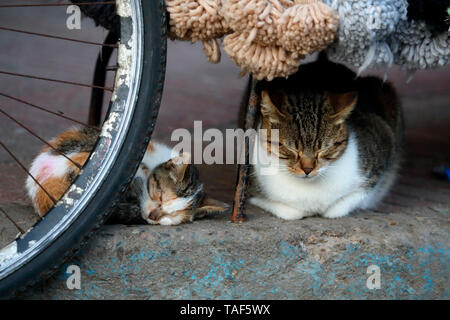 Cat and kitten sleeping on a sidewalk, Essaouira, Morocco Stock Photo