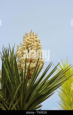 The top of a profusely flowering Mojave Yucca Plant in Arizona, USA Stock Photo