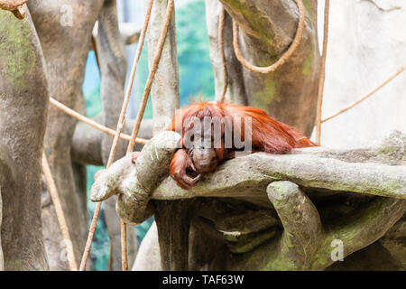 An adult orangutan laying on some rocks and looking towards the camera. Stock Photo