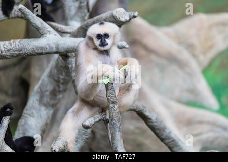 A white cheeked gibbon sitting in a tree. Stock Photo