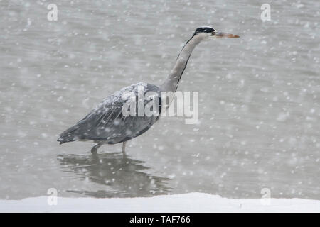 Grey Heron (Ardea cinerea) under the snow, Lac du Der, Champagne, France Stock Photo