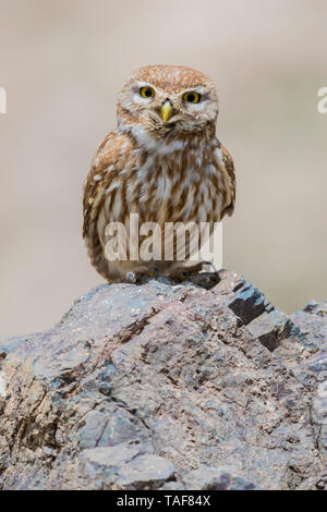 Little Owl (Athene noctua saharae), adult standing on a rock, Marrakech-Safi, Morocco