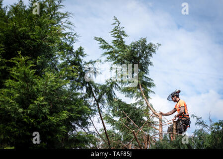 Tree surgeon hanging from ropes in the crown of a tree using a chainsaw to cut branches down. The adult male is wearing full safety equipment. Stock Photo
