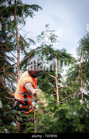 Tree surgeon hanging from ropes in the crown of a tree, throwing cut branches down. The adult male is wearing full safety equipment. Stock Photo