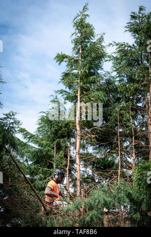 Tree surgeon hanging from ropes in the crown of a tree using a chainsaw to cut branches down. The adult male is wearing full safety equipment. Stock Photo