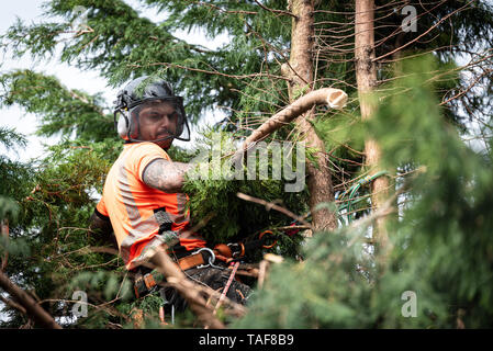 Tree surgeon hanging from ropes in the crown of a tree, throwing cut branches down. The adult male is wearing full safety equipment. Stock Photo