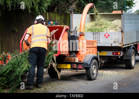 Male Arborist using a working wood chipper machine.The tree surgeon is wearing a safety helmet with a visor and ear protectors. Stock Photo