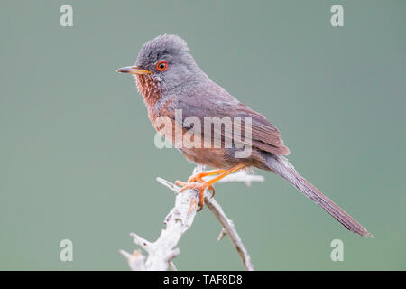 Dartford Warbler (Sylvia undata), adult male perched on a branch, Campania, Italy
