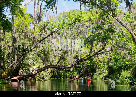 river scene, Silver River, tranquil, water, trees, kayaks, recreation, nature, Silver Springs State Park, Silver Springs, FL, Florida, spring, horizon Stock Photo