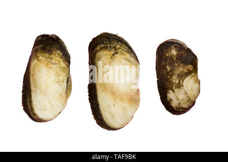 Arcidae Ark clam isolated on white background High resolution image gallery. Stock Photo
