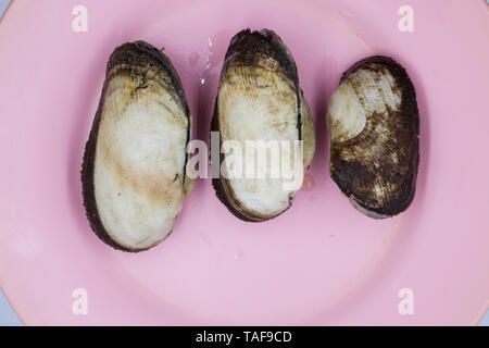 Arcidae Ark clam on pink dish. High resolution image gallery. Stock Photo