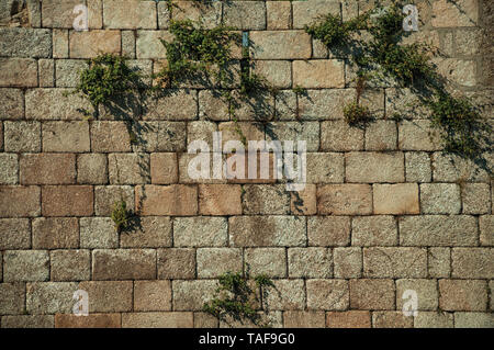 Close-up of old wall made of large brick stones and green plants coming from slits at Guarda. A well-kept medieval town in the eastern Portugal. Stock Photo