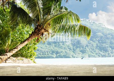 Coconut Trees At Anse Royale Beach, Mahe Island, Seychelles Stock Photo