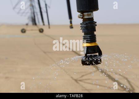 EGYPT, Bahariyya Oasis, desert farming , Center Pivot irrigation for a new round field in the desert sand, the water is pumped from 800 metres deep wells using fossile water of the Nubian Sandstone Aquifer Stock Photo