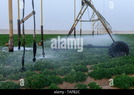 EGYPT, Farafra oasis, Abu Minqar, potato farming in the desert, center pivot irrigation, the fossile groundwater is pumped from the Nubian Sandstone Aquifer from 1000 metres deep wells, with the 1.5 Million Feddan Project the Egyptian government want to expand the farms in the desert to grow more crops for the fast growing population and for export too Stock Photo