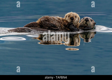 Sea otter (Enhydra lutris) mom with baby a  off the northwestern Vancouver Island shore, Cape Scott, British Columbia, Canada. Stock Photo