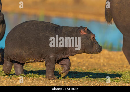 Hippopotamus young calf with mother at Erindi Private Nature Reserve in Namibia. Stock Photo