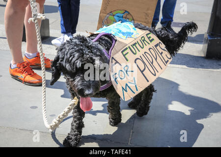Westminster, London, UK - 24th May 2019. A canine protester. Thousands of young people, some with their parents, once again take to the streets of Westminster to protest against the impact of climate change and environmental problems, as well as inactivity of governments. Protest sites include Parliament Square, Whitehall and Trafalgar Square in London, and many other cities in the UK and globally. Credit: Imageplotter/Alamy Live News Stock Photo