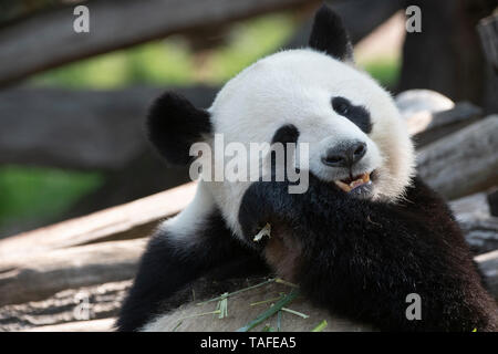 Berlin, Germany. 24th May, 2019. Panda man Jiao Qing tastes it in his zoo enclosure. Credit: Paul Zinken/dpa/Alamy Live News