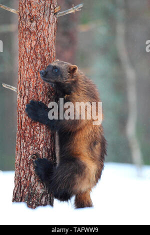 Wolverine (Gulo gulo) climbing in a pine tree in the boreal forest in winter Stock Photo