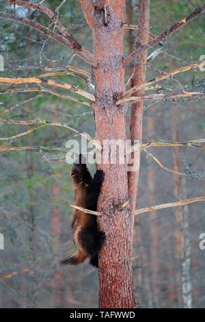 Wolverine (Gulo gulo) climbing in a pine tree in the boreal forest in winter Stock Photo