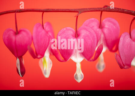 Bleeding heart flowers close up on red background (Lamprocapnos spectabilis) Stock Photo