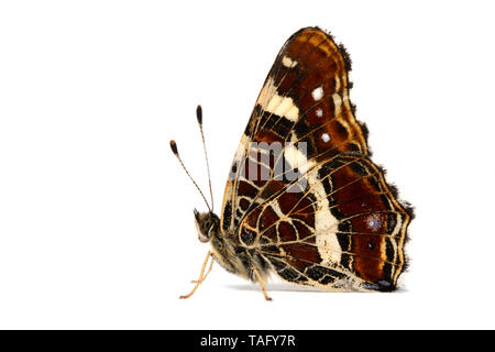 Map Butterfly (Araschnia levana) on white background, Lot, France