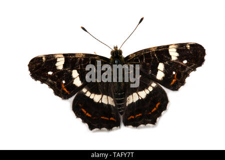Map Butterfly (Araschnia levana) on white background, Lot, France