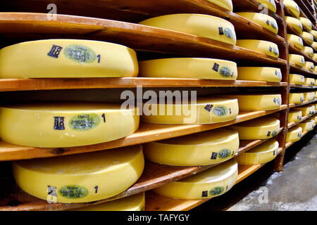 Making Comte Cheese