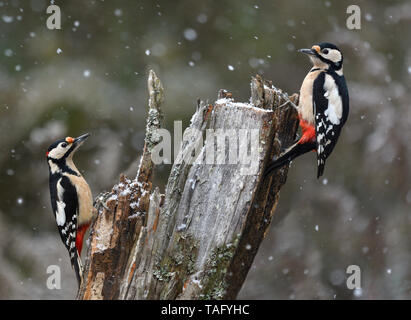 Great Spotted Woodpecker (Dendrocopos major), pair on a stump, Northern Vosges Regional Nature Park, France Stock Photo