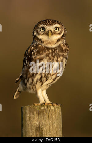 Little owl (Athena noctua) perched on a post, England