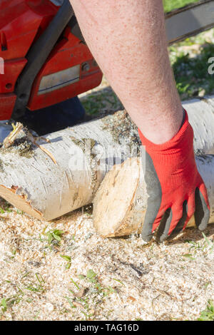 Cut the logs with a chainsaw to prepare firewood Stock Photo