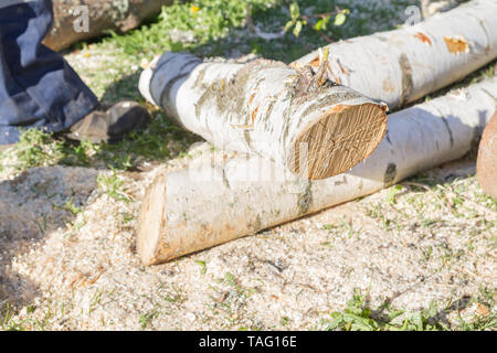 Cut the logs with a chainsaw to prepare firewood Stock Photo