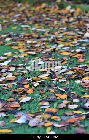 Autumn - dead leaves covering a garden in fall Stock Photo