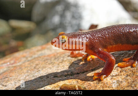 California Newt (Taricha torosa) Stock Photo