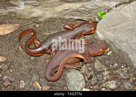 California Newt (Taricha torosa) Stock Photo