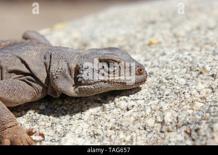 Common Chuckwalla Lizard (Sauromalus ater) Stock Photo